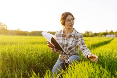 Değirmenli buğday tarlasında elinde tabletle tarımcı bir kadın mahsulün büyümesini kontrol ediyor. Bir çiftçinin elinde yeşil buğday kulakları. Yeni hasat kavramı
