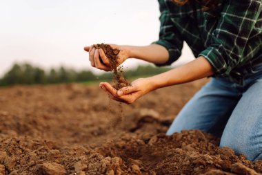 Kadının kirli elleri tarlada kara toprak tutuyor. Deneyimli bir kadın tarım uzmanı ekmeden önce toprağın kalitesini kontrol eder. Çiftçilik, bahçıvanlık..