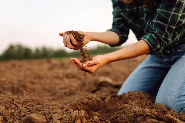 Woman\'s dirty hands hold black soil on the field. An experienced female agronomist checks the quality of the soil before sowing. Farming, gardening concept.