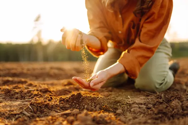 Young female farmer\'s hands touch dry soil in an agricultural field. A woman agronomist sorts through the black soil, checking the quality of the soil before sowing. Gardening and ecology concept.