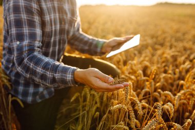 Bir çiftçinin erkek elleri buğday tarlasında mahsulün kalitesini ve büyümesini kontrol eder. Dijital tabletli bir tarım uzmanı hasat etmeden önce mahsulü kontrol eder. İş konsepti. Cömert bir hasat.
