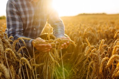 Bir çiftçinin erkek elleri buğday tarlasında mahsulün kalitesini ve büyümesini kontrol eder. Dijital tabletli bir tarım uzmanı hasat etmeden önce mahsulü kontrol eder. İş konsepti. Cömert bir hasat.