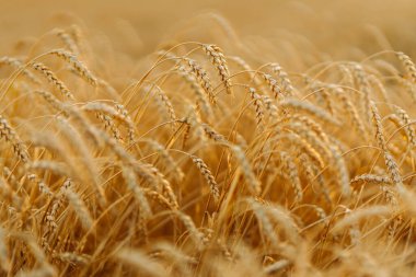 Olgun altın buğday tarlasına yakın çekim. Büyümeyi hasat et. İş kavramı, tarım.