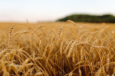 Olgun altın buğday tarlasına yakın çekim. Büyümeyi hasat et. İş kavramı, tarım.