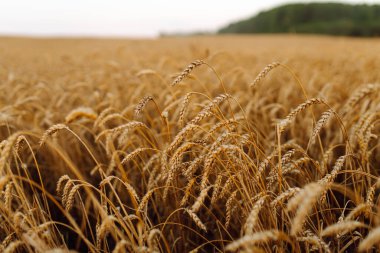 Olgun altın buğday tarlasına yakın çekim. Büyümeyi hasat et. İş kavramı, tarım.