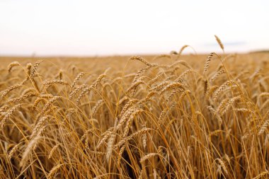 Olgun altın buğday tarlasına yakın çekim. Büyümeyi hasat et. İş kavramı, tarım.
