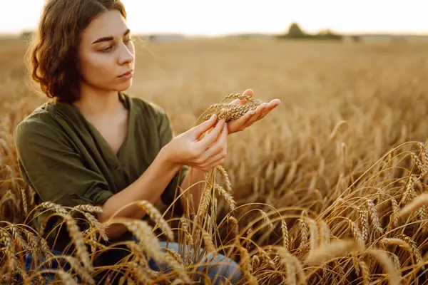Woman farmer works in a ripe wheat field and inspects the crop, checking the quality of the wheat. Female agronomist checks the growth of a freak. Agricultural management.