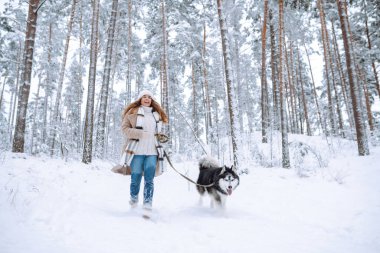 Karda köpeğiyle oynayan tatlı bir kadın. Mutlu bir kadın ve Sibirya kurdu karlı bir ormanda birlikte yürüyorlar. Tatil kavramı, rahatlama..