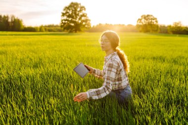 A woman farmer holds a digital tablet checking the quality of the crop in a sunset field. The concept of a rich harvest, gardening, ecology.