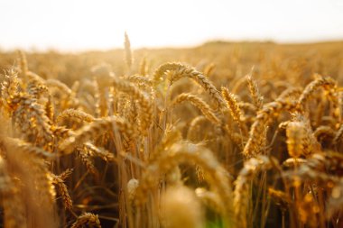 Gün batımında bir tarım tarlasında altın buğday kulakları yakın plan. Tarım konsepti. Cömert bir hasat.