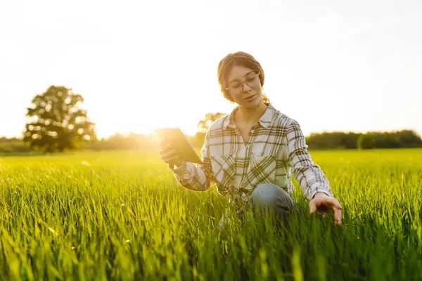 A woman farmer holds a digital tablet checking the quality of the crop in a sunset field. The concept of a rich harvest, gardening, ecology.
