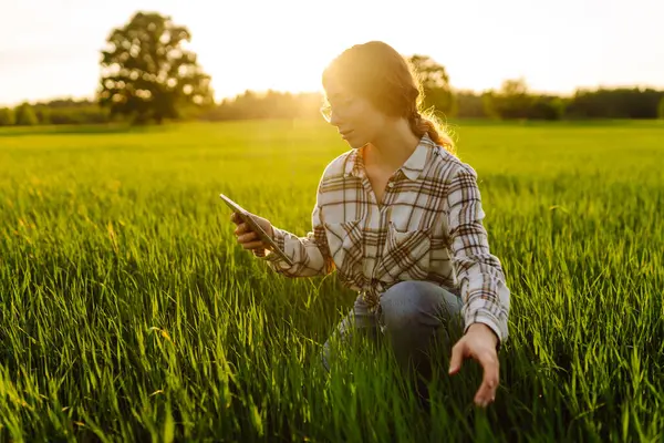 Woman Farmer Holds Digital Tablet Checking Quality Crop Sunset Field — Stok Foto
