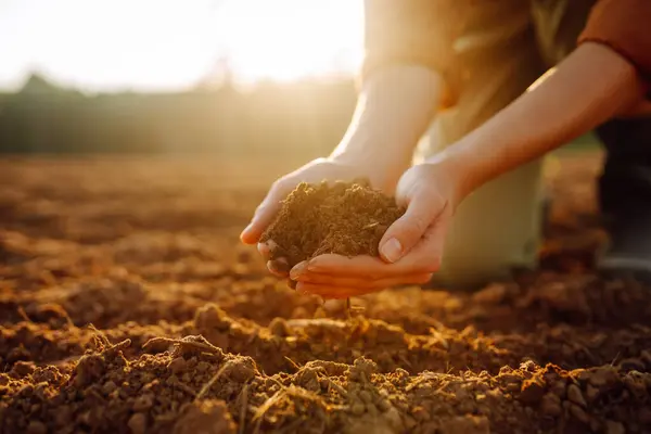 Women\'s hands sort through black soil in the field. A woman farmer checks the quality of the soil. Ecology, agriculture concept.