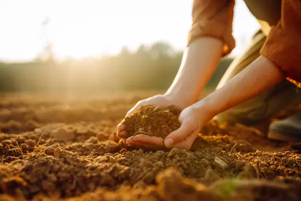 Women\'s hands sort through black soil in the field. A woman farmer checks the quality of the soil. Ecology, agriculture concept.