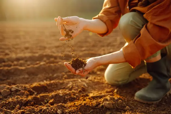 Women's hands sort through black soil in the field. A woman farmer checks the quality of the soil. Ecology, agriculture concept.