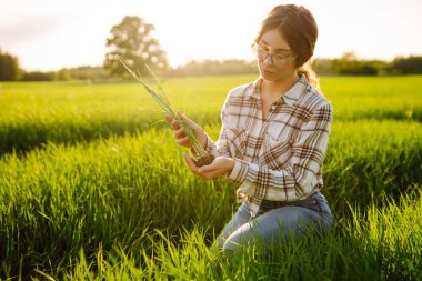 Yeşil buğday tarlasında elinde taze bir filiz tutan gözlüklü genç bir çiftçinin yakın çekimi. Bir kadın tarım uzmanı yeni bitkilerin kalitesini kontrol eder. Bahçe ve ekoloji kavramı.