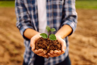 Bir adam elinde yeşil bir bitki tutuyor. Çiftçinin avuçlarında verimli topraklarda filizlenirler. Tarım. Yiyecek yetiştiriyorum. Tarım kavramı.