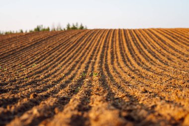 Bitki ve sebze ekmeden önce organik olarak yetiştirilmiş kara toprağa yakın çekim. Kahverengi toprak dokusu.