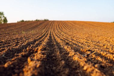 Bitki ve sebze ekmeden önce organik olarak yetiştirilmiş kara toprağa yakın çekim. Kahverengi toprak dokusu.