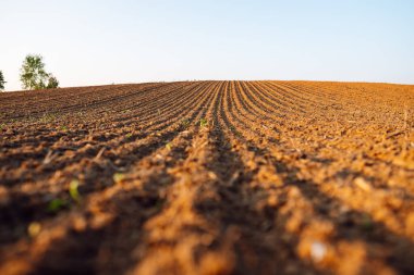 Bitki ve sebze ekmeden önce organik olarak yetiştirilmiş kara toprağa yakın çekim. Kahverengi toprak dokusu.