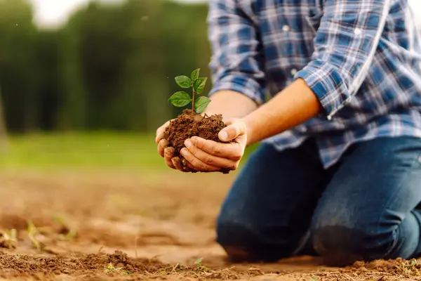 A man holds a green plant in his hands. In the palms of the farmer they sprout on fertile soil. Agriculture. Growing food. Agriculture concept.