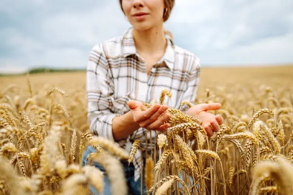 Genç Bir Çiftçi Kadın Tarlada Altın Olgun Buğday Başaklarını Ayırıyor — Stok fotoğraf
