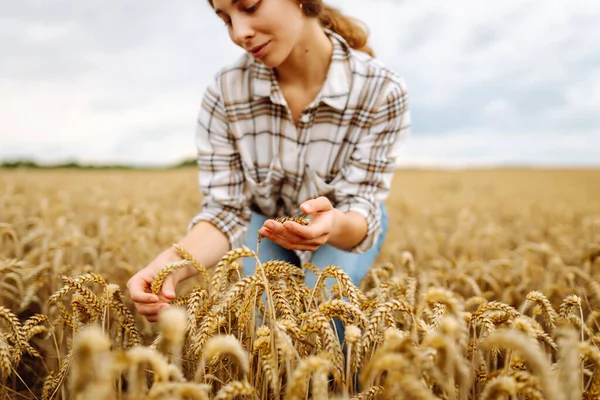 Молода Жінка Фермер Сортує Золоті Стиглі Вуха Пшениці Полі Агроном — стокове фото