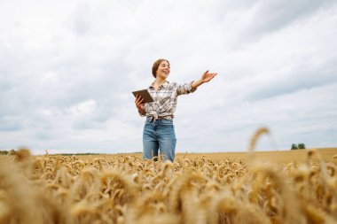 Modern tabletle genç bir kadın tarım uzmanı buğday tarlasında mahsulün kalitesini ve büyümesini kontrol ediyor. Bahçe konsepti, hasat.