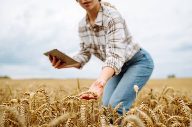 Modern tabletle genç bir kadın tarım uzmanı buğday tarlasında mahsulün kalitesini ve büyümesini kontrol ediyor. Bahçe konsepti, hasat.