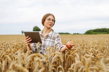 Modern tabletle genç bir kadın tarım uzmanı buğday tarlasında mahsulün kalitesini ve büyümesini kontrol ediyor. Bahçe konsepti, hasat.