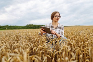Modern tabletle genç bir kadın tarım uzmanı buğday tarlasında mahsulün kalitesini ve büyümesini kontrol ediyor. Bahçe konsepti, hasat.