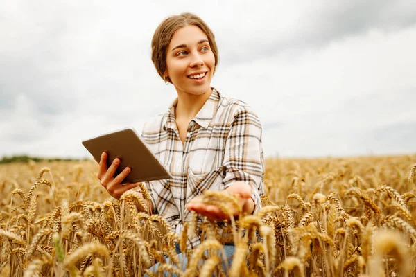 一位年轻的女农学家 带着现代平板电脑 检查麦田里作物的质量和生长情况 园艺概念 — 图库照片