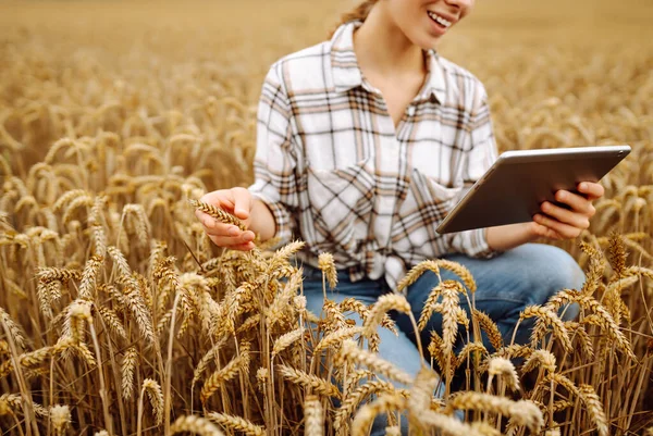 一位年轻的女农学家 带着现代平板电脑 检查麦田里作物的质量和生长情况 园艺概念 — 图库照片