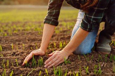 Çiftçi elinde taze yeşil bir buğday filizini tutuyor ve yeni mahsulün kalitesini kontrol ediyor. Agronomist analizler yeni tohum büyümesinin ilerlemesini gösteriyor. Bahçe ve ekoloji kavramı. 