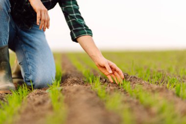 Çiftçi elinde taze yeşil bir buğday filizini tutuyor ve yeni mahsulün kalitesini kontrol ediyor. Agronomist analizler yeni tohum büyümesinin ilerlemesini gösteriyor. Bahçe ve ekoloji kavramı. 