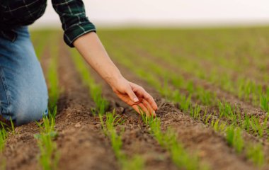 Çiftçi elinde taze yeşil bir buğday filizini tutuyor ve yeni mahsulün kalitesini kontrol ediyor. Agronomist analizler yeni tohum büyümesinin ilerlemesini gösteriyor. Bahçe ve ekoloji kavramı. 
