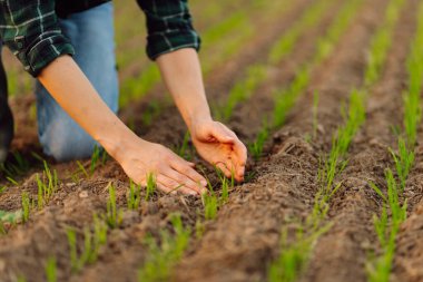 Çiftçi elinde taze yeşil bir buğday filizini tutuyor ve yeni mahsulün kalitesini kontrol ediyor. Agronomist analizler yeni tohum büyümesinin ilerlemesini gösteriyor. Bahçe ve ekoloji kavramı. 