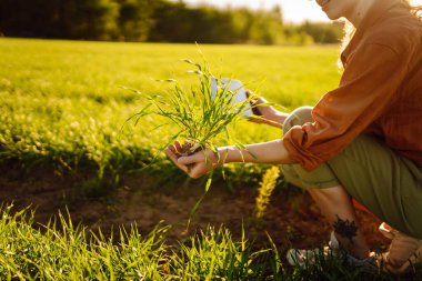 Tarlada kök salmış buğday filizini tutan ve ekinlerin büyümesini kontrol eden genç bir tarım uzmanı. Bahçe ve ekoloji kavramı.