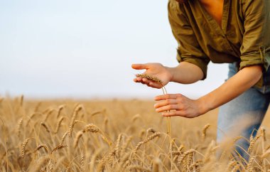 Tarlada yetişen buğdayları denetleyen tarımcı. Tarım, iş, hasat.