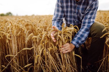 Tarlada yetişen buğdayları denetleyen tarımcı. Tarım, iş, hasat.