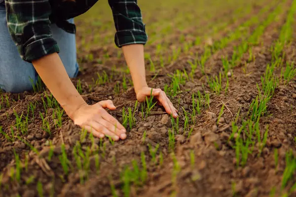 Petani Memegang Tunas Gandum Hijau Muda Tangannya Memeriksa Kualitas Tanaman — Stok Foto