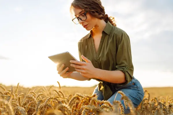 Woman agronomist in a field with a tablet checks the growth of the crop.  New harvest concept. Concept ecology,  outdoor nature, clean air, food. Natural production bio product.
