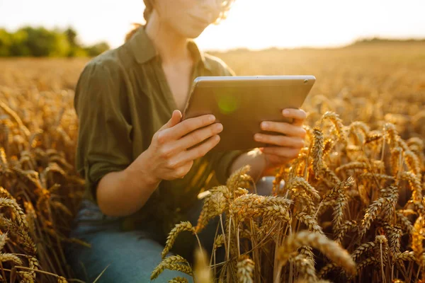 Agronomis Wanita Lapangan Dengan Tablet Memeriksa Pertumbuhan Tanaman Konsep Panen — Stok Foto