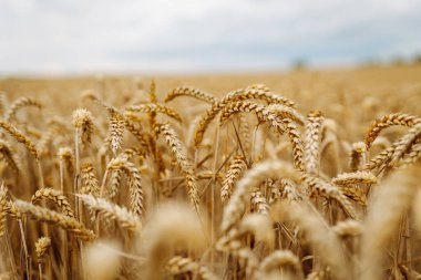 Altın buğday tarlası. Büyüyen doğa hasadı. Tarım çiftliği.