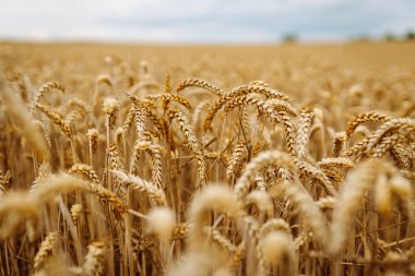 Altın buğday tarlası. Büyüyen doğa hasadı. Tarım çiftliği.