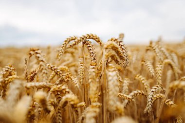 Altın buğday tarlası. Büyüyen doğa hasadı. Tarım çiftliği.