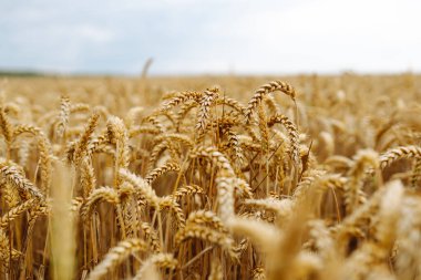 Altın buğday tarlası. Büyüyen doğa hasadı. Tarım çiftliği.