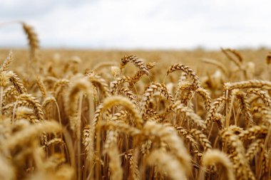 Altın buğday tarlası. Büyüyen doğa hasadı. Tarım çiftliği.