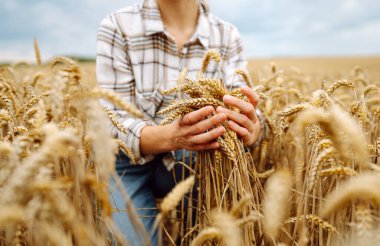 Genç çiftçi kadın tarlada yürüyor ve elini buğday hasadının altın kulaklarında gezdiriyor. Agronomist buğday kulakları tutar, buğday tanelerinin kalitesini kontrol eder. Tarım gıda endüstrisi.