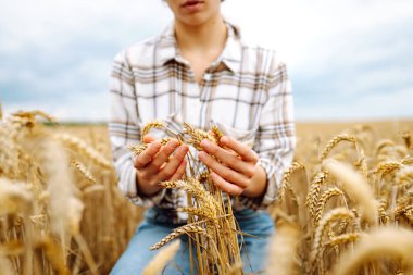 Genç çiftçi kadın tarlada yürüyor ve elini buğday hasadının altın kulaklarında gezdiriyor. Agronomist buğday kulakları tutar, buğday tanelerinin kalitesini kontrol eder. Tarım gıda endüstrisi.